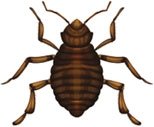 bb-nymph-lg.jpg bb-nymph-lg.jpg