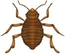 bb-nymph.jpg bb-nymph.jpg